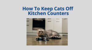 how to keep cats off kitchen counters
